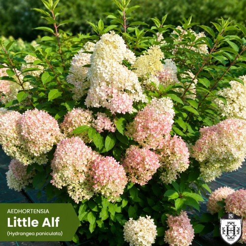 Hydrangea paniculata 'Little Alf' - Aedhortensia 'Little Alf' C2/2L